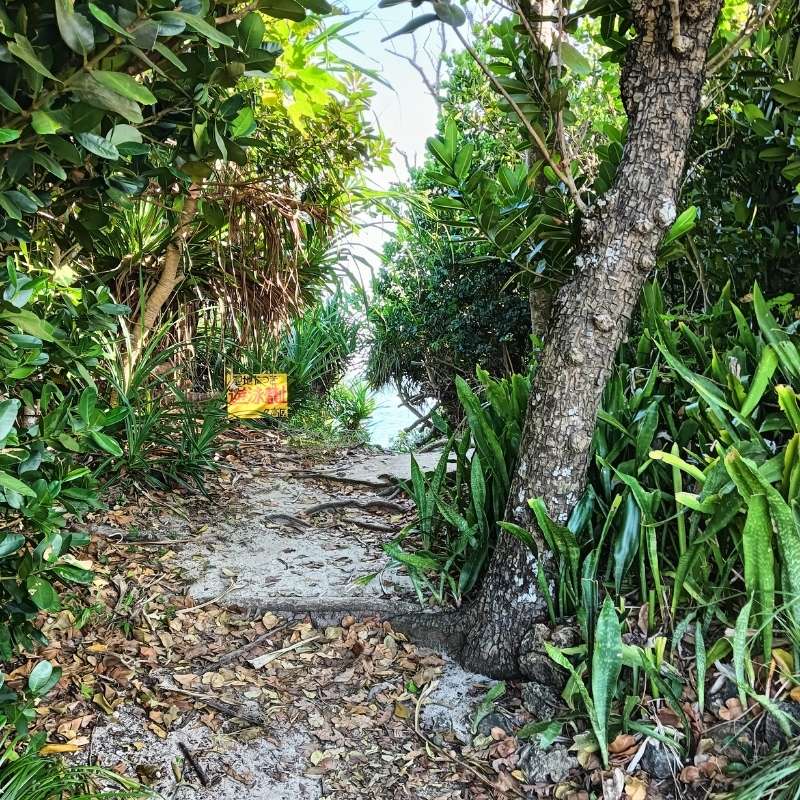 浜へ向かう小道